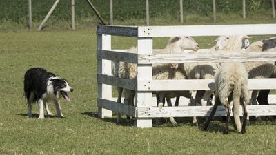 160710_torneo-sheepdog-staffetta_042.jpg