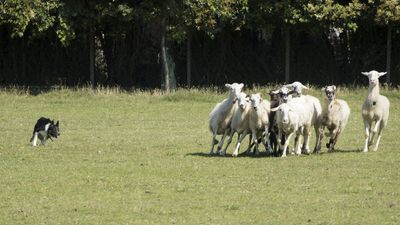 160710_torneo-sheepdog-staffetta_046.jpg