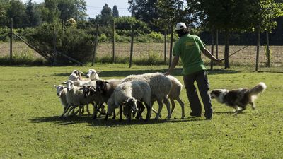 160710_torneo-sheepdog-staffetta_021.jpg