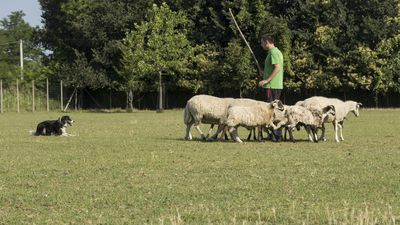 160710_torneo-sheepdog-staffetta_010.jpg