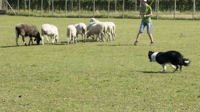 160710_torneo-sheepdog-staffetta_032.jpg