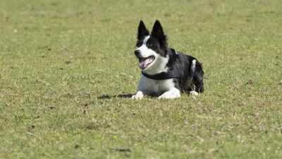 160710_torneo-sheepdog-staffetta_014.jpg