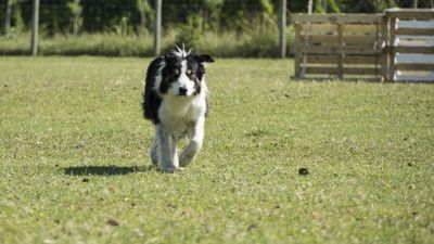 160710_torneo-sheepdog-staffetta_052.jpg