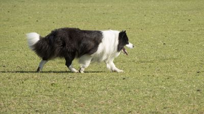 160710_torneo-sheepdog-staffetta_003.jpg