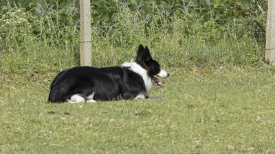 160710_torneo-sheepdog-staffetta_059.jpg