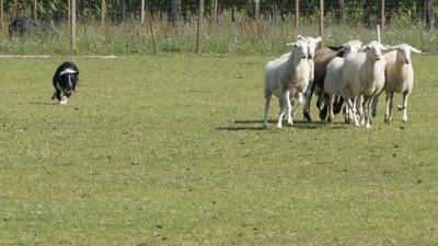 160710_torneo-sheepdog-staffetta_035.jpg