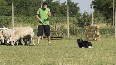 160710_torneo-sheepdog-staffetta_009.jpg