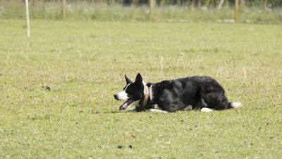 160710_torneo-sheepdog-staffetta_007.jpg