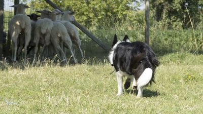 160710_torneo-sheepdog-staffetta_055.jpg