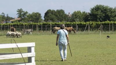 160710_torneo-sheepdog-staffetta_045.jpg