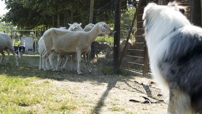 160710_torneo-sheepdog-staffetta_024.jpg