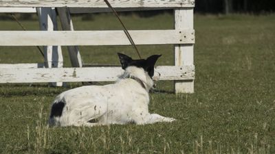 160710_torneo-sheepdog-staffetta_027.jpg