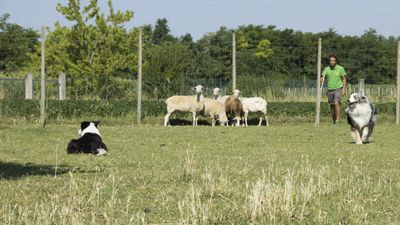 160710_torneo-sheepdog-staffetta_031.jpg