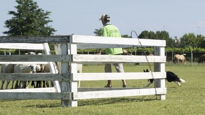 160710_torneo-sheepdog-staffetta_048.jpg