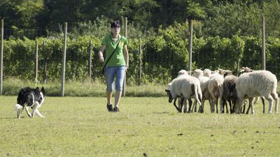 160710_torneo-sheepdog-staffetta_015.jpg