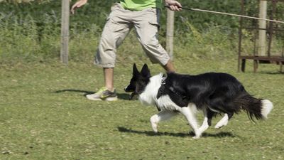 160710_torneo-sheepdog-staffetta_058.jpg