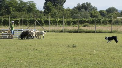 160710_torneo-sheepdog-staffetta_034.jpg