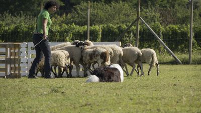 160710_torneo-sheepdog-staffetta_004.jpg