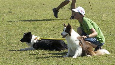 160710_torneo-sheepdog-staffetta_037.jpg