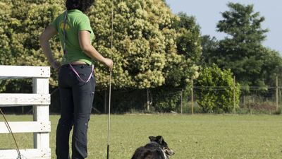 160710_torneo-sheepdog-staffetta_017.jpg