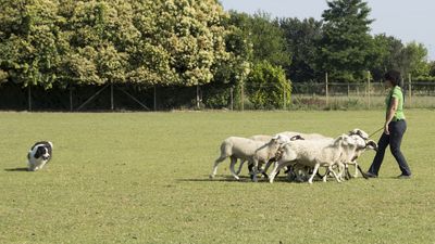 160710_torneo-sheepdog-staffetta_001.jpg