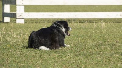 160710_torneo-sheepdog-staffetta_008.jpg