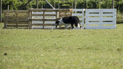 160710_torneo-sheepdog-staffetta_051.jpg