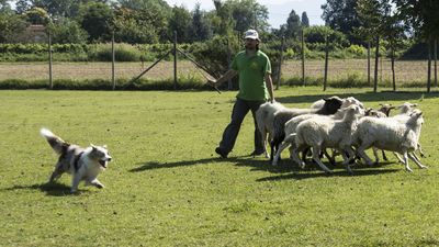 160710_torneo-sheepdog-staffetta_022.jpg