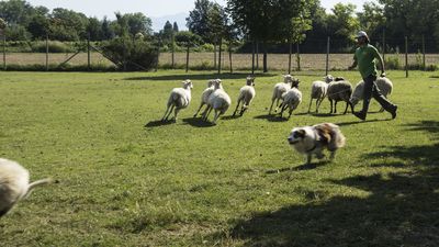 160710_torneo-sheepdog-staffetta_020.jpg