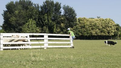 160710_torneo-sheepdog-staffetta_023.jpg