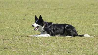 160710_torneo-sheepdog-staffetta_012.jpg