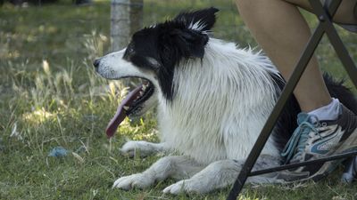 160710_torneo-sheepdog-staffetta_054.jpg