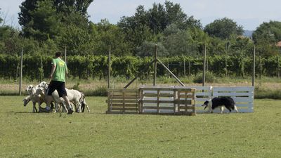 160710_torneo-sheepdog-staffetta_044.jpg